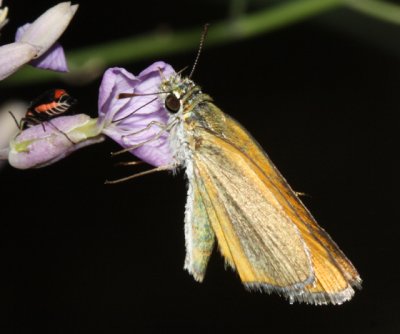 Edwards's Skipperling - Oarisma edwardsii