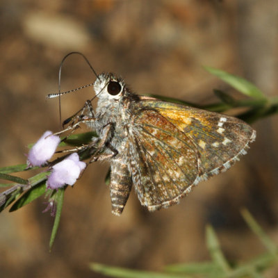 Cassus Roadside Skipper - Amblyscirtes cassus