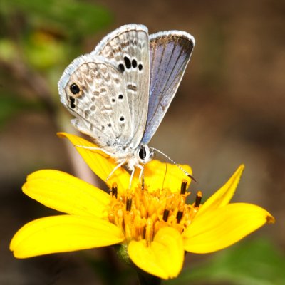 S E Arizona Butterflies