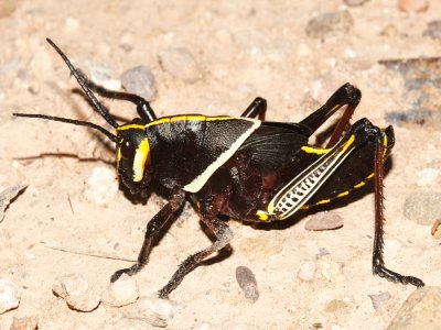  Horse Lubber Grasshopper - Taeniopoda eques