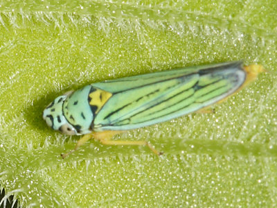 Blue-green Sharpshooter - Graphocephala atropunctata
