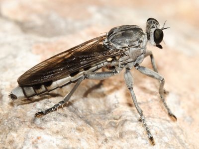 Three-banded Robber Fly - Stichopogon trifasciatus