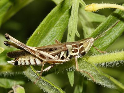 Admirable Grasshopper - Syrbula admirabilis