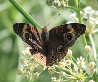 Dark Buckeye - Junonia evarete nigrosuffusa