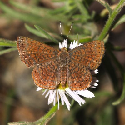 Arizona Metalmark - Calephelis arizonensis