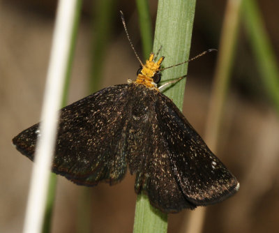 Golden-headed Scallopwing - Staphylus ceos
