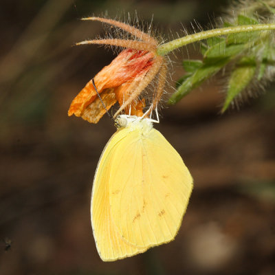 Sleepy Orange - Abaeis nicippe