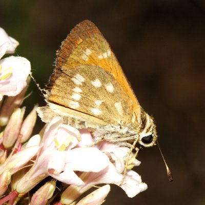 Pahaska Skipper - Hesperia pahaska