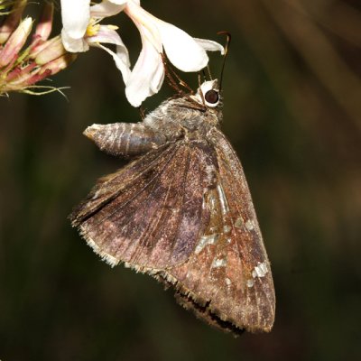 Acacia Skipper - Cogia hippalus