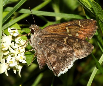 Acacia Skipper - Cogia hippalus