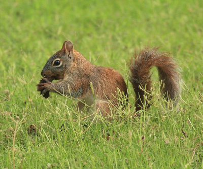 Arizona Gray Squirrel - Sciurus arizonensis