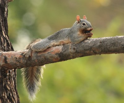 Arizona Gray Squirrel - Sciurus arizonensis