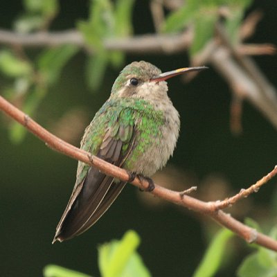 Broad-billed Hummingbird - Cynanthus latirostris