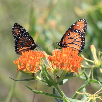 Queen - Danaus gilippus