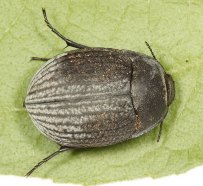 Darkling Beetles - Subfamily Pimeliinae