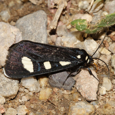9312 - Two-spotted Forester - Alypiodes bimaculata