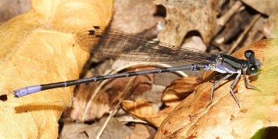 Springwater Dancer - Argia plana (male)