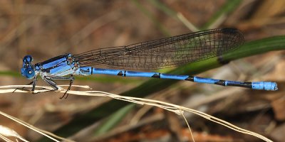 Sierra Madre Dancer - Argia lacrimans (male with forked humeral stripe)