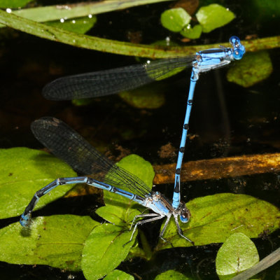 Sierra Madre Dancers - Argia lacrimans (blue form female)