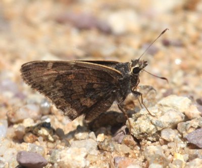 Gold-costa Skipper - Cogia caicus