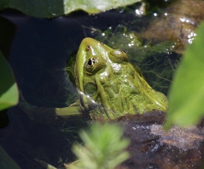 Chiricahua Leopard Frog - Lithobates chiricahuensis