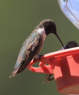 Black-chinned Hummingbird - Archilochus alexandri (male)