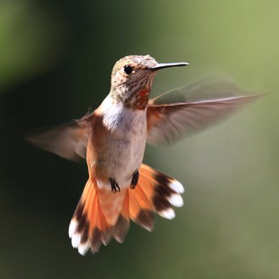 Rufous Hummingbird - Selasphorus rufus