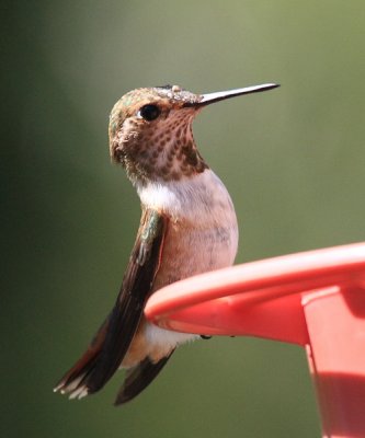 Rufous Hummingbird - Selasphorus rufus