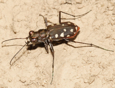 Western Red-bellied Tiger Beetle - Cicindela sedecimpunctata