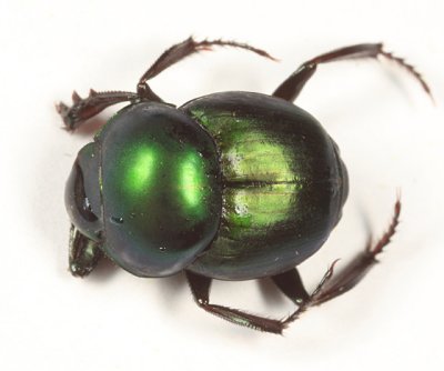 Scarab Beetles - Subfamily Scarabaeinae - Dung Beetles