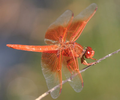 Flame Skimmer - Libellula saturata (male)