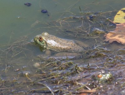 American Bullfrog - Rana catesbeiana