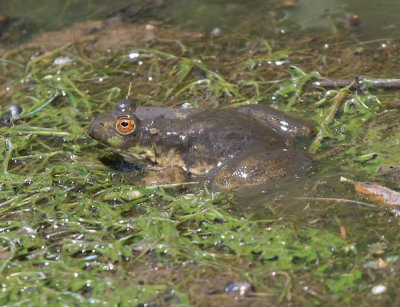 American Bullfrog - Rana catesbeiana (covered in mud)