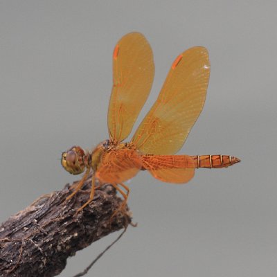 Mexican Amberwing - Perithemis intensa (male)