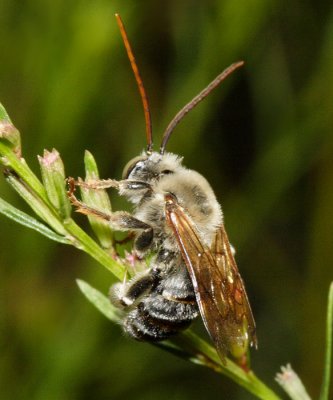 Long-horned Bee - Eucerini - genus Melissodes or Svastra