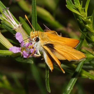 Orange Skipperling - Copaeodes aurantiaca