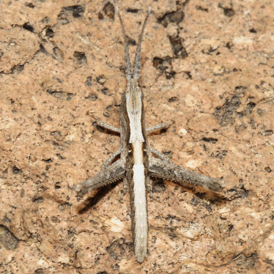 Slender Range Grasshopper - Acantherus piperatus