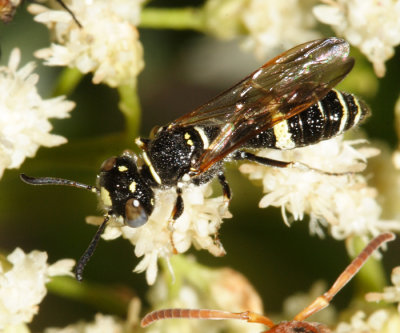 Philanthus gibbosus