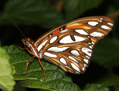 Gulf Fritillary - Agraulis vanillae