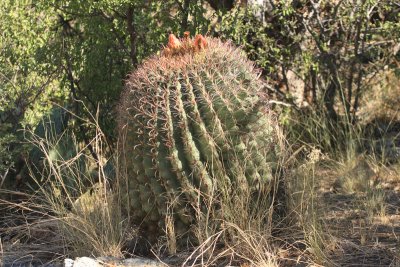 Arizona Barrel Cactus - Ferocactus wislizenii
