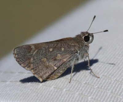 Sheep Skipper - Atrytonopsis edwardsi