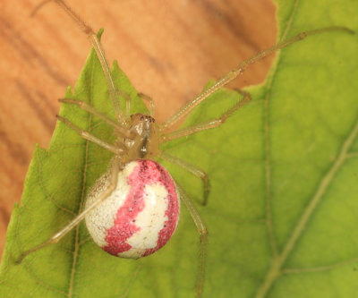 Enoplognatha ovata