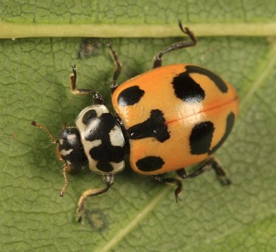 Parenthesis Lady Beetle - Hippodamia parenthesis