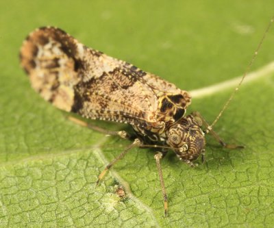 Myopsocidae - Lichenomima sp.