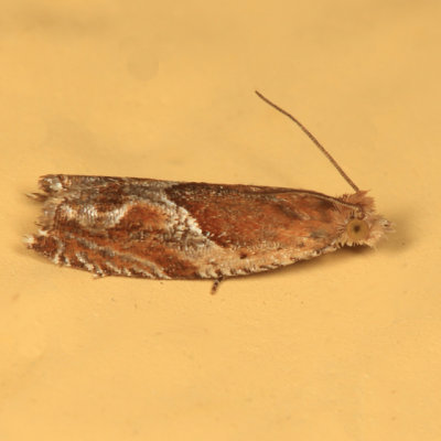 3374 - Strawberry Leafroller - Ancylis comptana