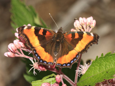 Milbert's Tortoiseshell - Aglais milberti