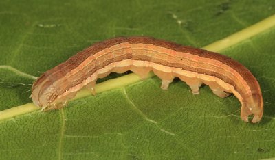 10431 - Wheat Head Armyworm - Dargida diffusa