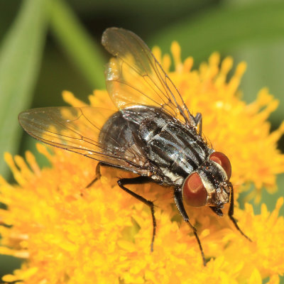 Muscid Flies - Muscidae
