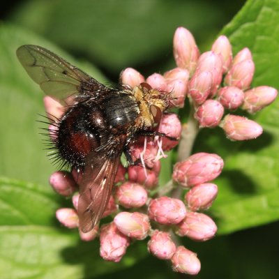 Pararchytas decisus