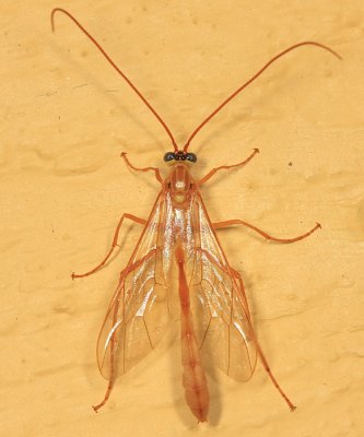 Enicospilus purgatus